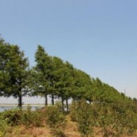 耐鹽堿中山杉 耐鹽堿中山杉 耐鹽堿中山杉