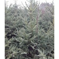 經(jīng)營的品種云杉1.5米2米2.5米3米3.5米4米；青扦1.5-2.5米