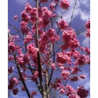 出售云南櫻花6-15分