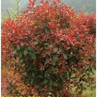 紅葉李、西府海棠、黃刺梅、黃櫨