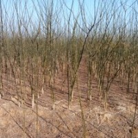 河北保定順平附近出售兩年生國(guó)槐小苗，自種，價(jià)格低廉。