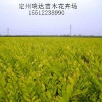 金葉風(fēng)箱果，紫葉風(fēng)箱果，金葉接骨木，金葉水臘