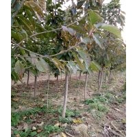 梨樹，柿子樹，蘋果樹，櫻桃樹找山西譽揚苗木基地