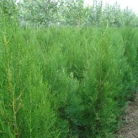 供應(yīng)1米側(cè)柏及各種規(guī)格價(jià)格