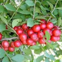 鈣果苗基地 鈣果苗價(jià)格 鈣果苗供貨商