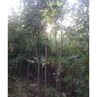 供應(yīng)五角楓小苗 3公分五角楓