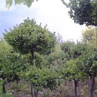 出售膠東衛(wèi)矛價格