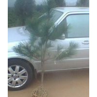 黑松苗供應(yīng)