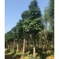 陽春仁面子之鄉(xiāng)，仁面子假植苗基地，仁面子批發(fā)基地