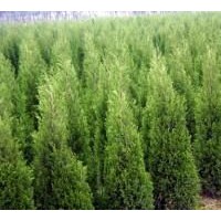 2米以上蜀儈大量低價(jià)出售