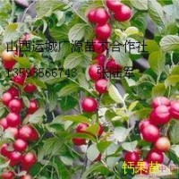 鈣果苗出售、中華鈣果苗大量低價(jià)出售