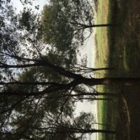 優(yōu)惠出售香樟、欒樹、水杉等