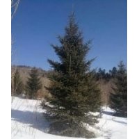 7米云杉一級(jí)樹(shù)