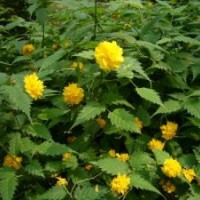 河北北京附近棣棠出售