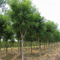 批發(fā)老式國槐