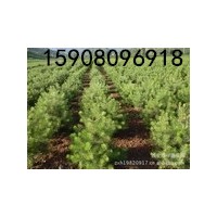 供應(yīng)3到6公分的紅葉碧桃，3到6公分的龍柱碧桃，3到6公分的西府海