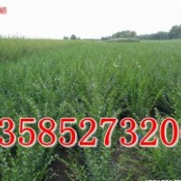 40-50公分高水蠟價(jià)格，江蘇40公分-50公分高水蠟價(jià)格表