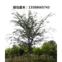 供應浙江榔榆、移栽榔榆基地、漂亮金華榔榆價格更新