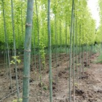 金葉復(fù)葉槭