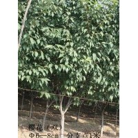 山東淄博櫻花（雙櫻）