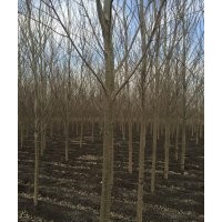 供應柳樹、銀中楊
