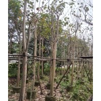 哪里有菩提樹賣