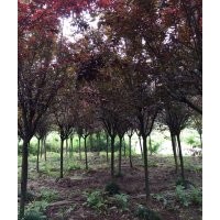 供應(yīng)泰安紫葉李，5-6公分紅葉李，7-8公分紫葉李價(jià)格