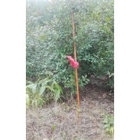 紅葉石楠1萬棵出售，樹齡2年