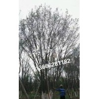 供應(yīng)叢生茶條槭