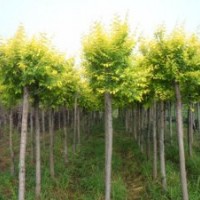 金葉榆基地_金葉榆價(jià)格_金葉榆求購_金葉榆批發(fā)