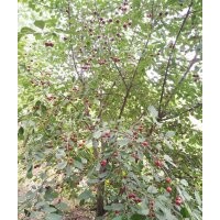 東北抗寒大櫻桃