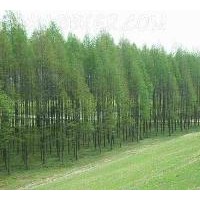 南京水杉價格 5公分-15公分水杉價格