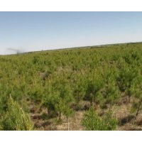 河北省張家口壩上草原康禾苗木基地整體轉(zhuǎn)讓