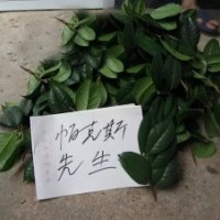 長(zhǎng)期出售茶花嫁接枝條