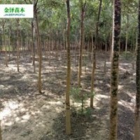 國槐價格-國槐幼苗價格