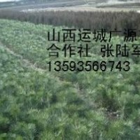 50-60公分營(yíng)養(yǎng)杯白皮松大量出售