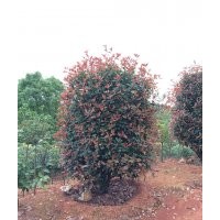 大量供應(yīng)桂花、紅花繼木、春、夏杜鵑、金葉汝貞，四季桂、香樟、