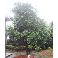 常年對(duì)外供應(yīng)湖南香泡，優(yōu)質(zhì)移栽香櫞，湖南移栽香泡