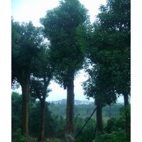 供應(yīng)香樟，移栽香樟，多桿香樟，全冠香樟