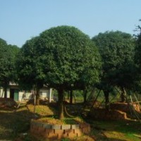 供應(yīng)桂花，桂花球，精品桂花