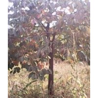 專供3公分蘋果樹 櫻桃樹 柿子樹 山楂樹 核桃樹 桃樹