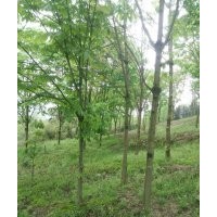 大量【拋售七葉樹