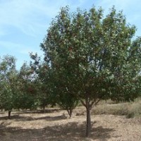 八棱海棠樹/精品八棱海棠/優(yōu)質(zhì)海棠籽