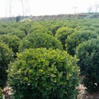 花木售價：大葉黃楊球、連翹、金葉猶、鼠尾草、膠東衛(wèi)矛、八仙花