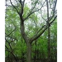 大樸樹價格 叢生樸樹價格 圃苗價格