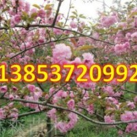 速生櫻花最新熱銷