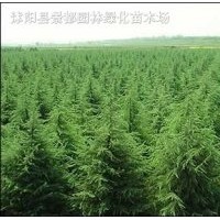 雪松 雪松小苗 籽播苗 扦插苗