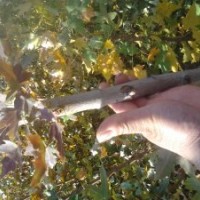 山西五角楓供應