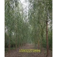 低價(jià)出售垂柳