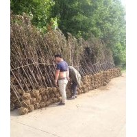 常年供應(yīng)各規(guī)格紅楓，雞爪戚，紫薇，紅葉李，櫻花，廣玉蘭，紅白